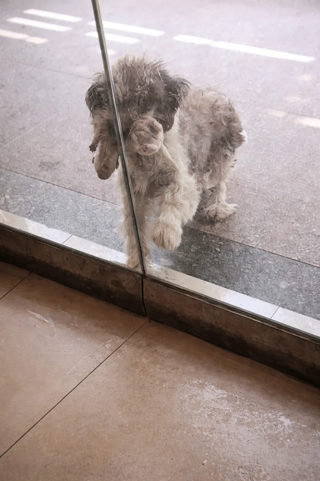 A Stray Mother Scratched at the Door, Then Carried Her Puppies Inside One by One