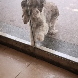A Stray Mother Tapped on the Glass With a Puppy in Her Mouth, Then Went Back for the Rest