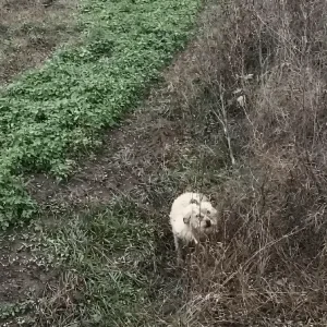 A Thin Stray Dog Slipped Into the Grass Beside a Busy Road — Then Someone Stopped to Wait