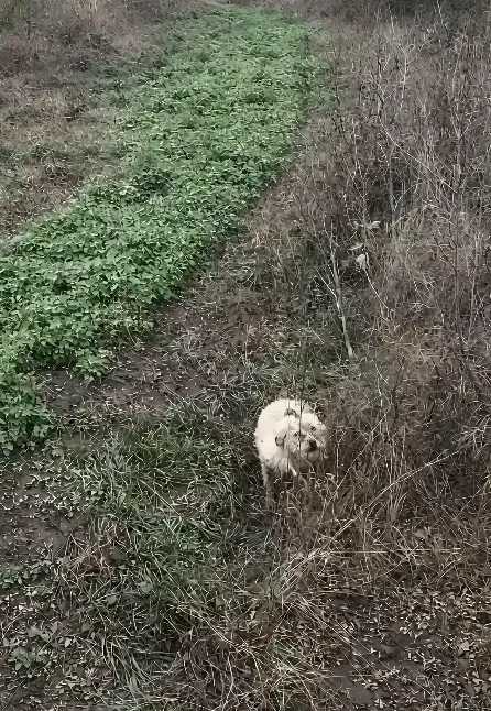 A Thin Stray Dog Slipped Into the Grass Beside a Busy Road — Then Someone Stopped to Wait