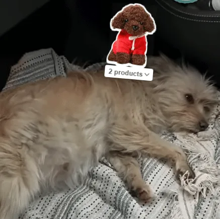 A rescued small dog sleeping peacefully on a clean, soft blanket