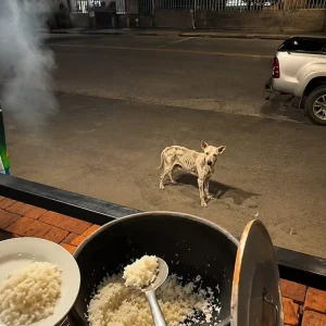 A Thin White Stray Waited Outside a Food Stall Every Night — Then One Man Carried Out a Plate