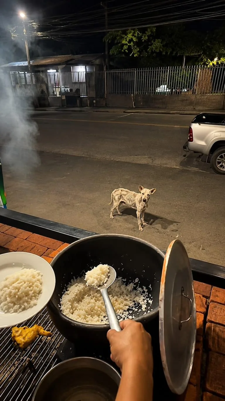 A Thin White Stray Waited Outside a Food Stall Every Night — Then One Man Carried Out a Plate