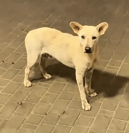 A white dog eating a plate of rice beside a potted plant while a man stands nearby