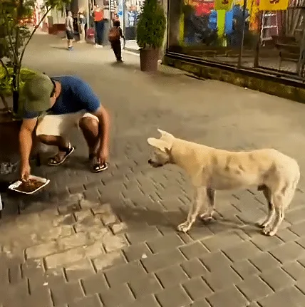 A small white dog finishing his meal near a plant as the busy restaurant carries on behind him