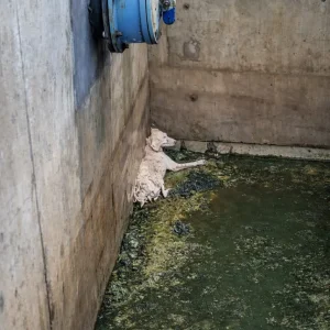 A Tiny Puppy Lay Shivering in a Dark Drain — Then a Man Came Back With a Net