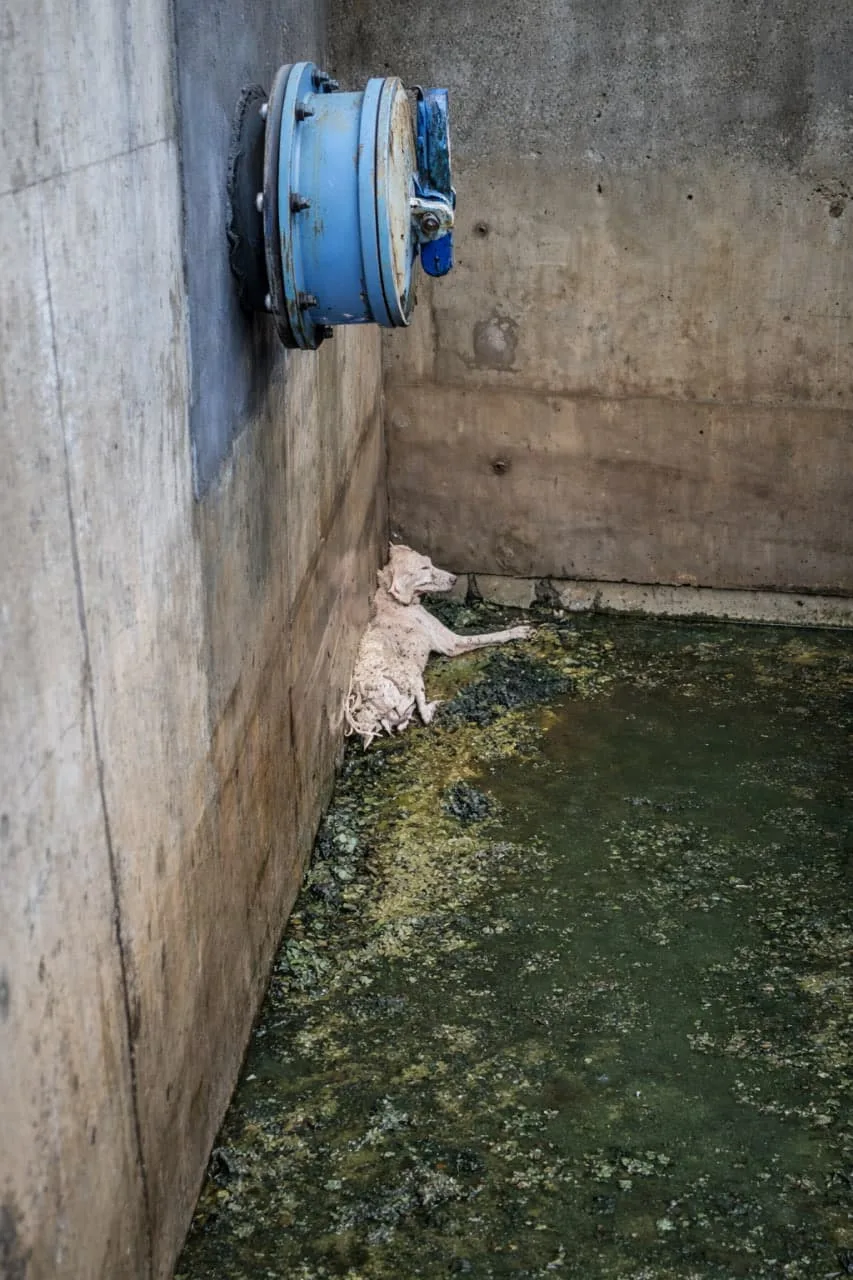 A Tiny Puppy Lay Shivering in a Dark Drain — Then a Man Came Back With a Net