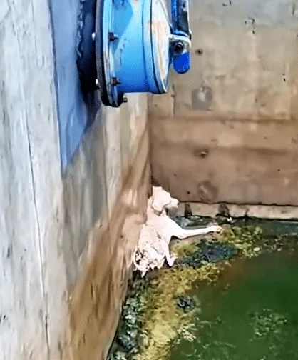 A puppy recovering after veterinary care, looking brighter and calmer