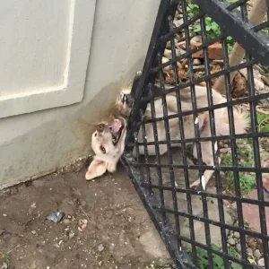 A Trapped Dog Cried Out for Hours Beside Busy Streets — Until a Few People Finally Stopped
