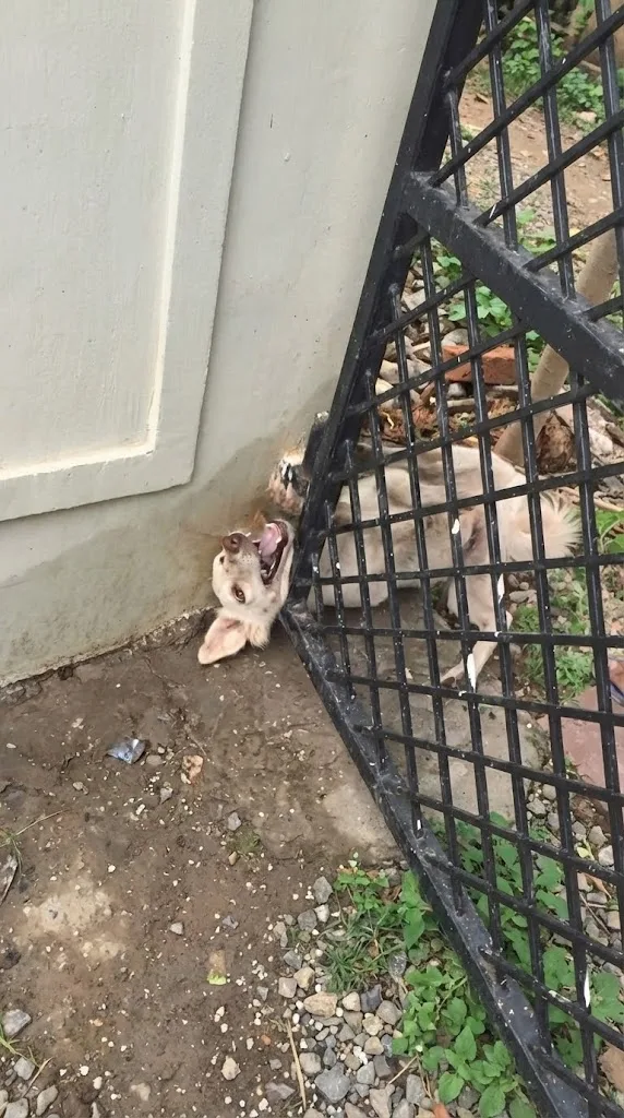 A Trapped Dog Cried Out for Hours Beside Busy Streets — Until a Few People Finally Stopped