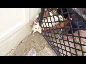 Rescuers carefully lifting a freed dog off the ground after he was trapped