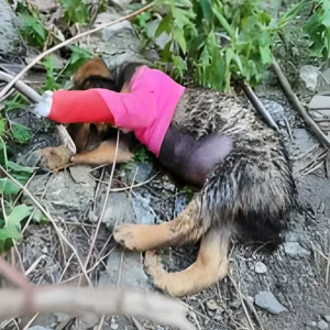 A Two-Month-Old Puppy Cried Alone at the Edge of the Woods — Then Rescuers Recognized Him