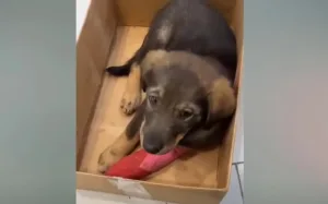 A shy puppy resting in a calm clinic space after rescue