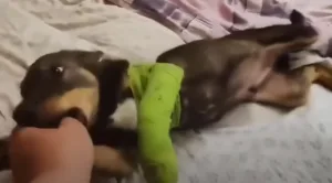 A playful puppy with a toy, looking more relaxed and confident