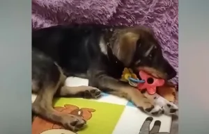 A happy dog with a wagging tail beside his new family