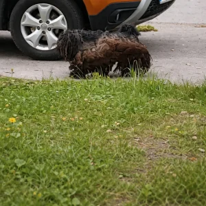 A Walking Tangle of Fur Appeared at a Gas Station — Then Rescuers Spent Two Hours Earning His Trust