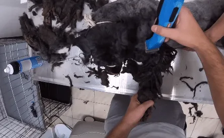 The same dog after grooming, clean and calm beside a large pile of removed matted fur at a veterinary clinic