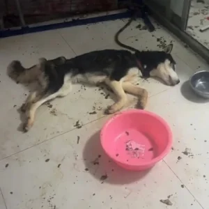 A Weak Cry Came From a Chained Husky Behind a Door Shut for Nearly Three Weeks