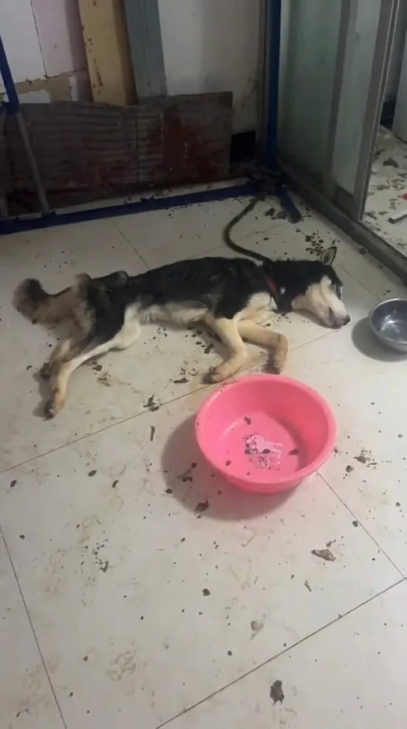 A Weak Cry Came From a Chained Husky Behind a Door Shut for Nearly Three Weeks