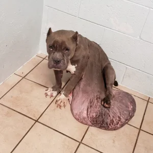 Abandoned With a Massive Tumor, Magnolia Faced a Surgery That Would Take Hours