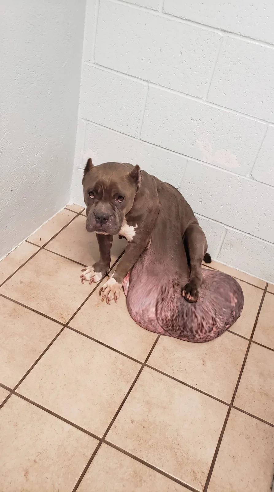 Abandoned With a Massive Tumor, Magnolia Faced a Surgery That Would Take Hours