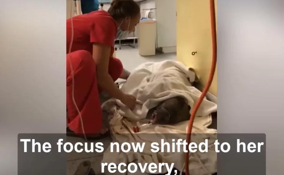 A veterinary surgical team caring for a dog during a long operation to remove a large tumor