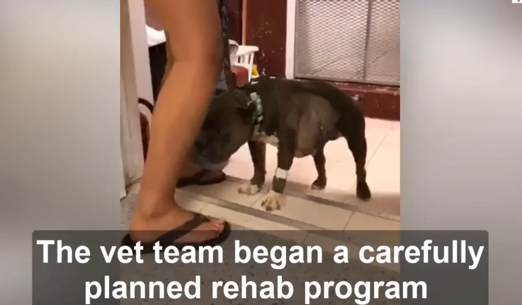 Magnolia the dog during rehabilitation, moving around gently with her caretaker