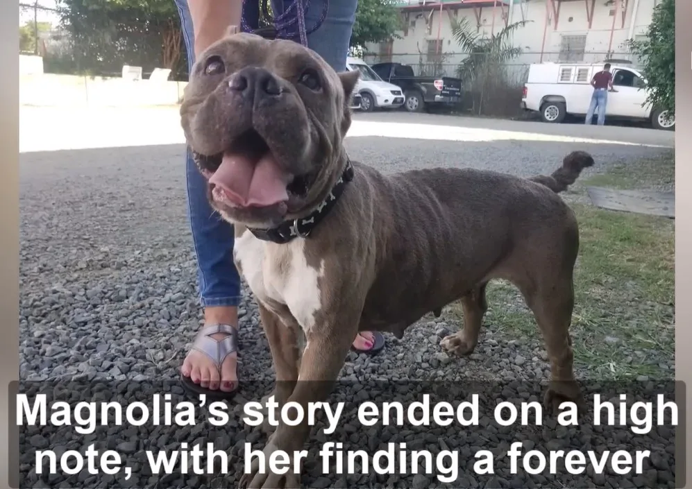 Magnolia the dog resting comfortably after finding a foster home and a permanent family