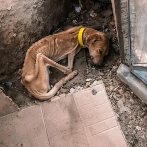 Alan Was Chained Outside and Barely Standing at 6.5 Kilograms — Then Rescuers Stepped In
