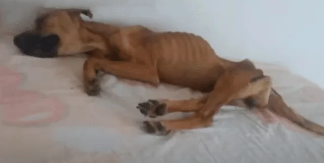 A recovering dog standing steadily and leaning gently toward a caregiver at a veterinary clinic