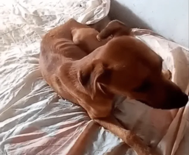 A healthy, calm dog resting safely, showing how Alan looks after his recovery