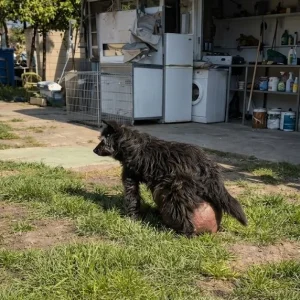 An Aging Dog Kept Walking Beneath a Heavy Swelling — And Needed Someone to Notice