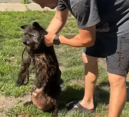 Older dog with thin, faded fur standing still as a heavy swelling nearly touches the ground
