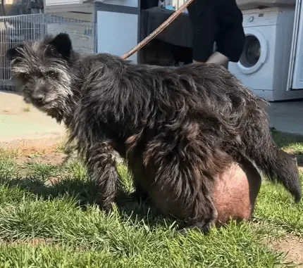 Aging dog resting quietly, waiting for help and veterinary care