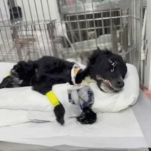 Armando Lay Barely Breathing Behind a Broken Fence With a Rope Around His Neck — Then Rescuers Came Closer