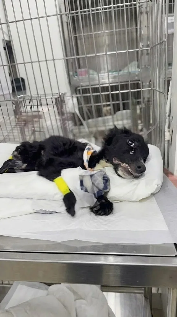 Armando Lay Barely Breathing Behind a Broken Fence With a Rope Around His Neck — Then Rescuers Came Closer