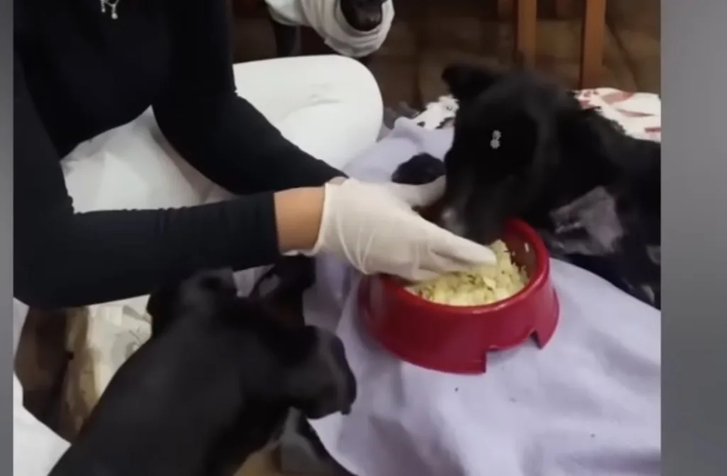 Armando, a rescued dog, slowly relaxing and healing with gentle care after treatment