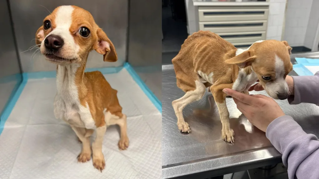 Baby Gina the rescued puppy recovering with care, gaining strength after weeks of treatment