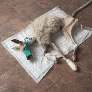Barsik Couldn't Lift His Head On Day One — 900 Days Later He Was Sprinting Through Snow