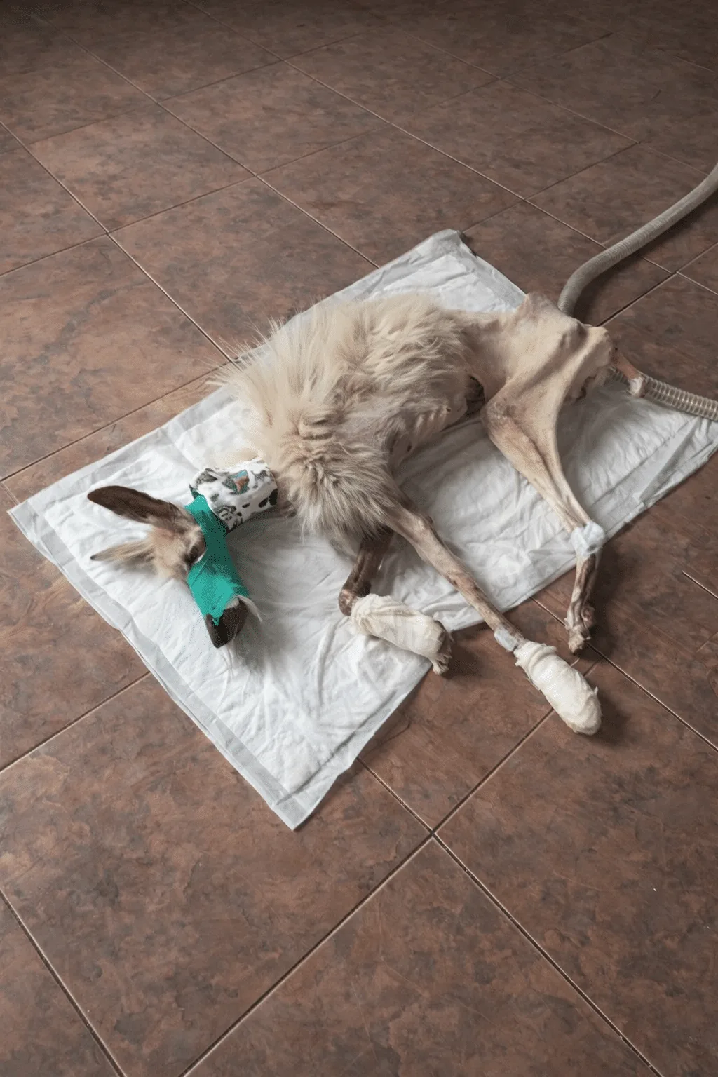 Barsik Couldn't Lift His Head On Day One — 900 Days Later He Was Sprinting Through Snow