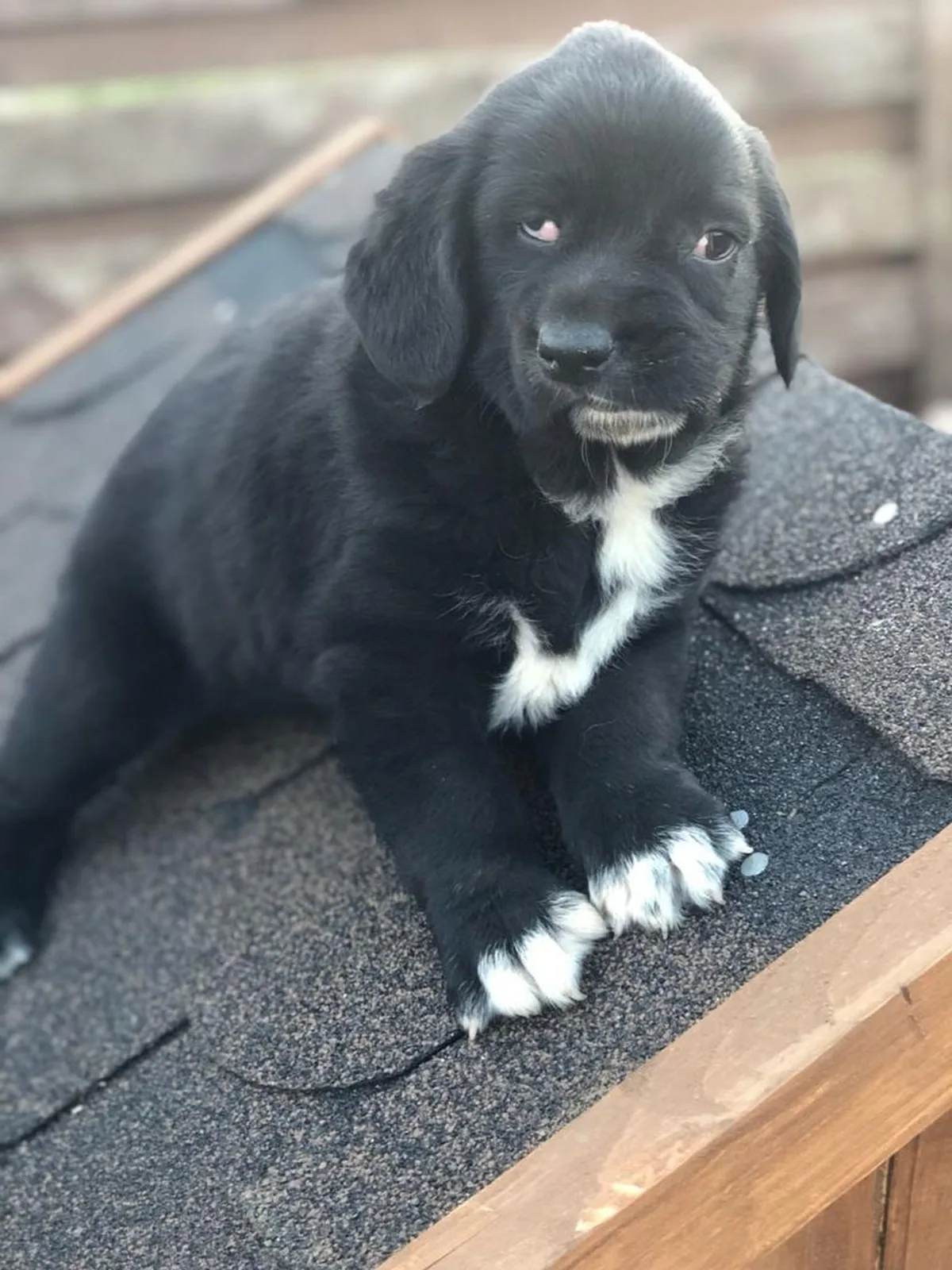 Bethany the Labrador cross puppy playing happily, healthy and full of energy despite her twisted snout