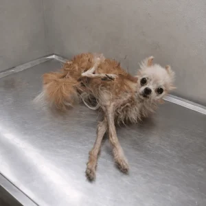 Bombom Barked From Behind a Rusted Gate in an Empty House — Then Rescuers Finally Arrived