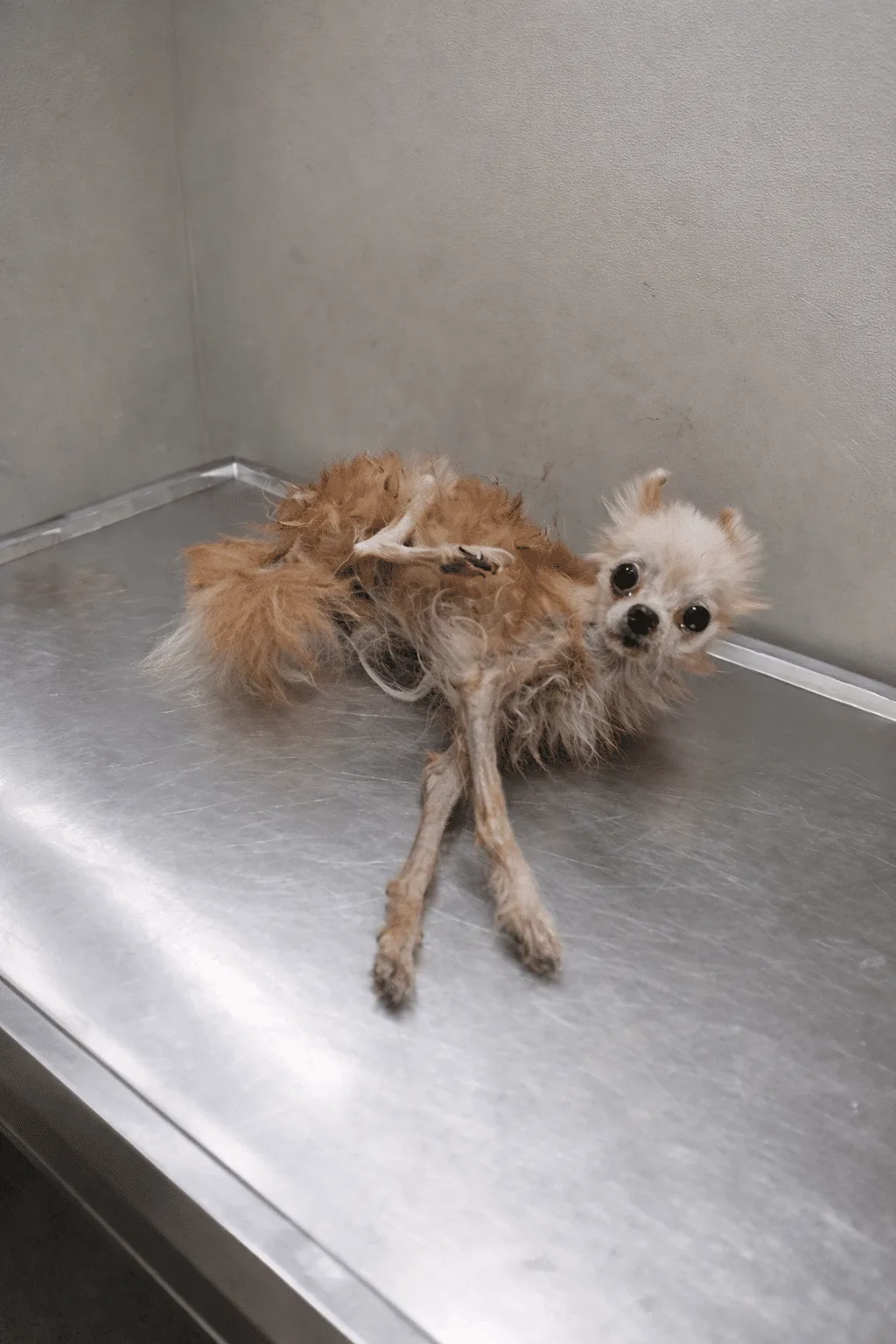 Bombom Barked From Behind a Rusted Gate in an Empty House — Then Rescuers Finally Arrived