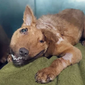 Bonbon Hid in a Drain to Escape Laughing Strangers — Then One Person Finally Stopped to Look Down