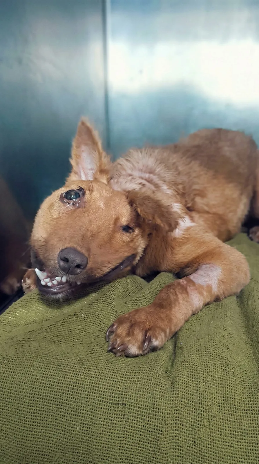 Bonbon Hid in a Drain to Escape Laughing Strangers — Then One Person Finally Stopped to Look Down