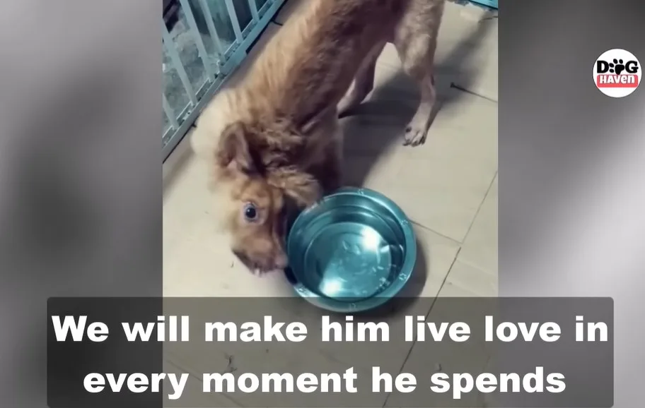 A small disabled dog resting safely in the care of the people who rescued him
