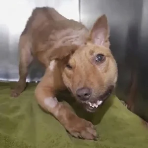 Bonbon Hid in a Drainage Canal Until One Passerby Stopped and Looked Down