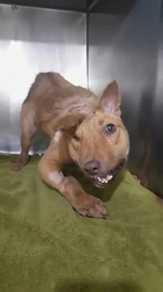 Bonbon Hid in a Drainage Canal Until One Passerby Stopped and Looked Down
