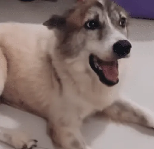 Borgie looking healthy and playful with a soft, clean coat months after his rescue