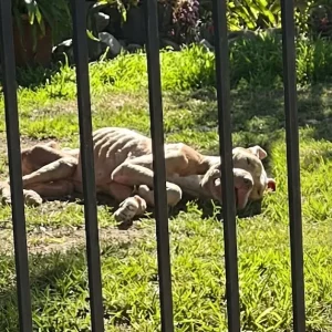 Chained in a Highland Backyard, Gator Could Barely Lift His Head — Then Rescuers Arrived